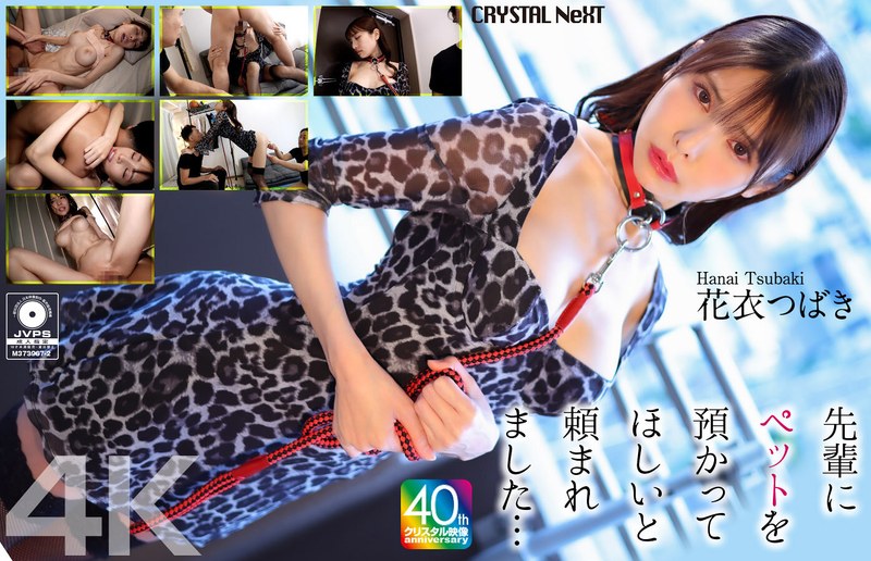 【無料フル】【4K】先輩にペットを預かってほしいと頼まれました… 花衣つばき｜crnx00254